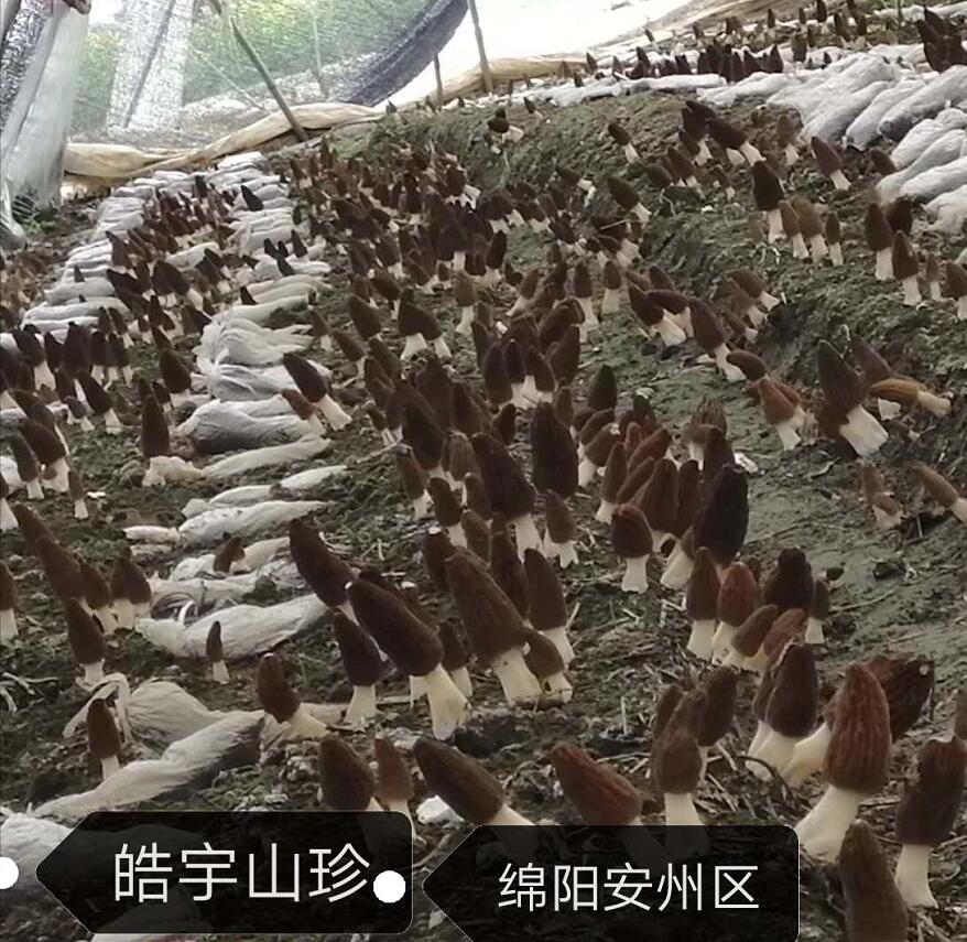 &#49;&#88;&#66;&#69;&#84;&#38598;&#22242;&#23448;&#32593;&#40;&#20013;&#22269;&#41;&#23448;&#26041;&#32593;&#31449;